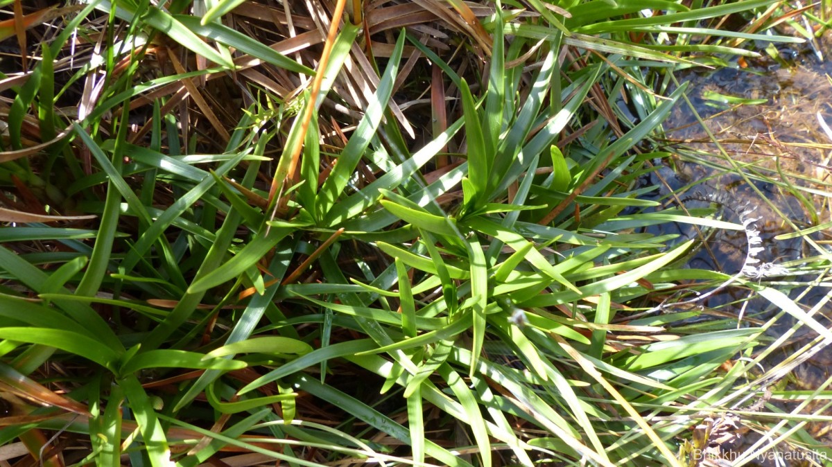 Eriocaulon philippo-coburgii Szyszyl. ex Wawra